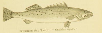 Fishing in American Waters, Genio C. Scott, 1869, 82, Southern Sea Trout